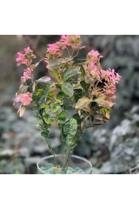 Yeşilpembe