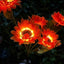 Solar LED Lighted Artificial Flower, Daisy Design, Garden Decoration, Solar Powered