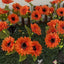 Solar LED Lighted Artificial Flower, Daisy Design, Garden Decoration, Solar Powered